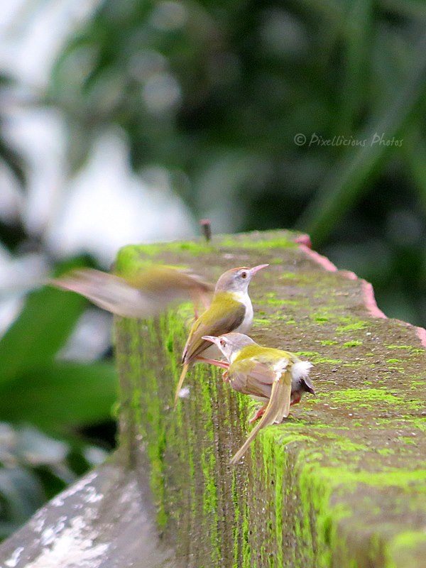Common Tailorbirds
