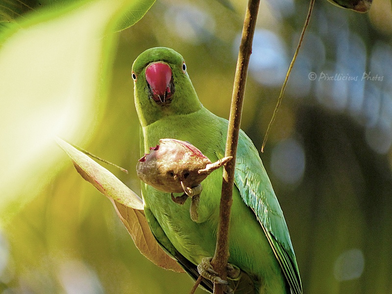 Rose Ringed Parakeet - Female