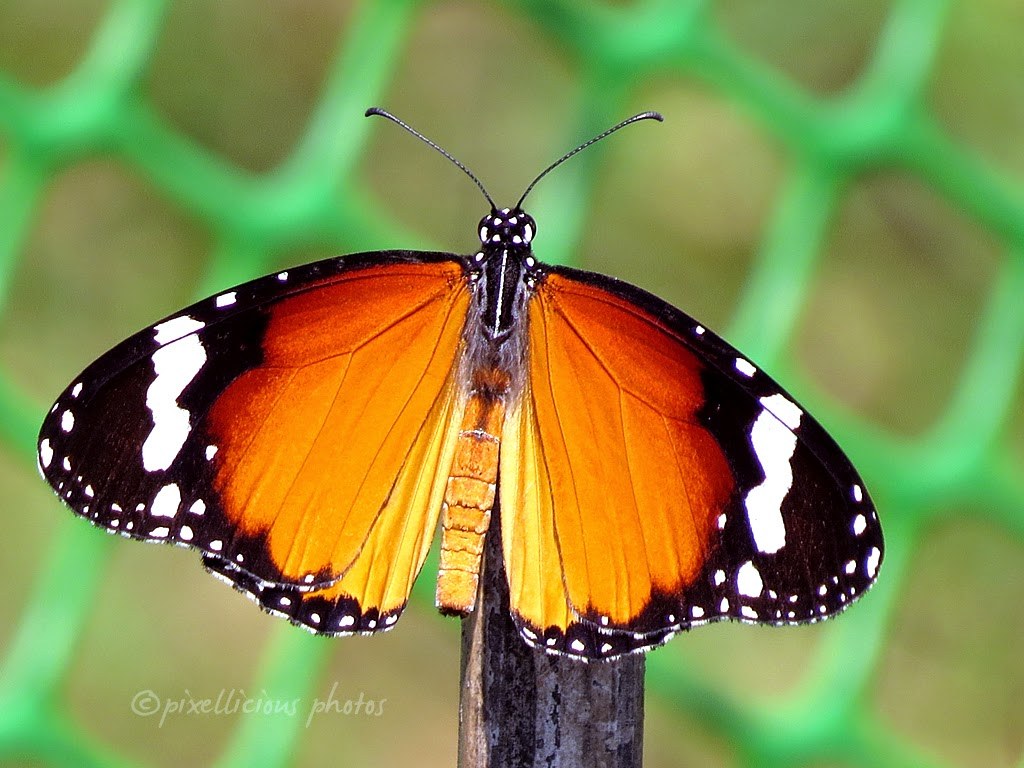 Butterfly at Maharashtra Nature Park
