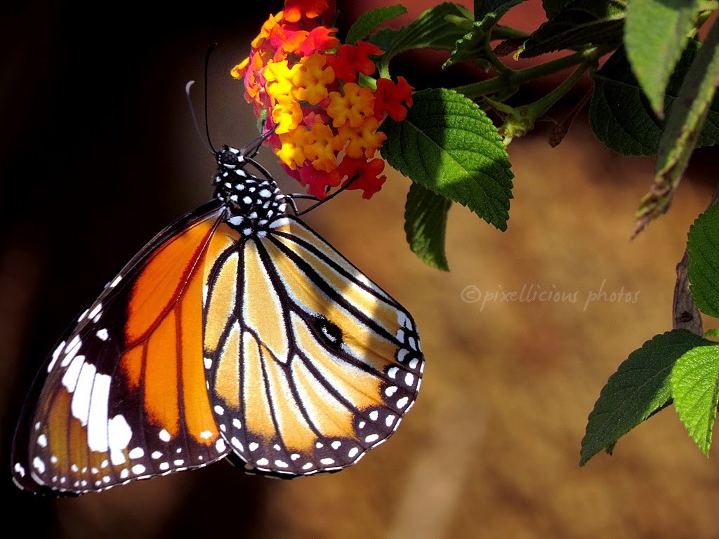 Butterfly at Maharashtra Nature Park