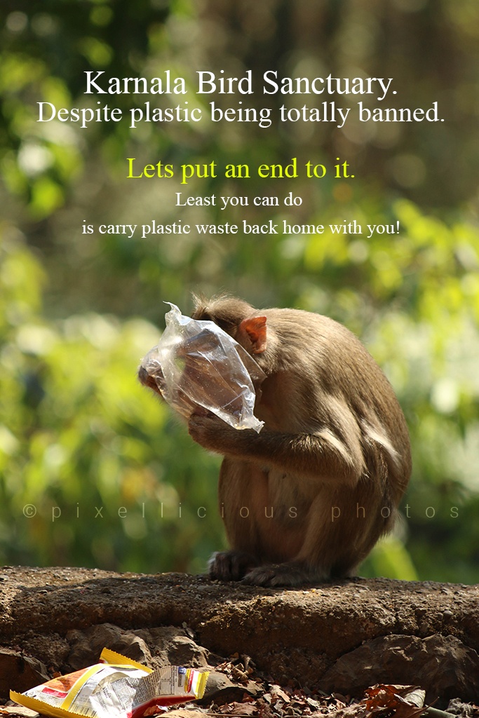 Monkey with Plastic Bag at Karnala Bird Sanctuary