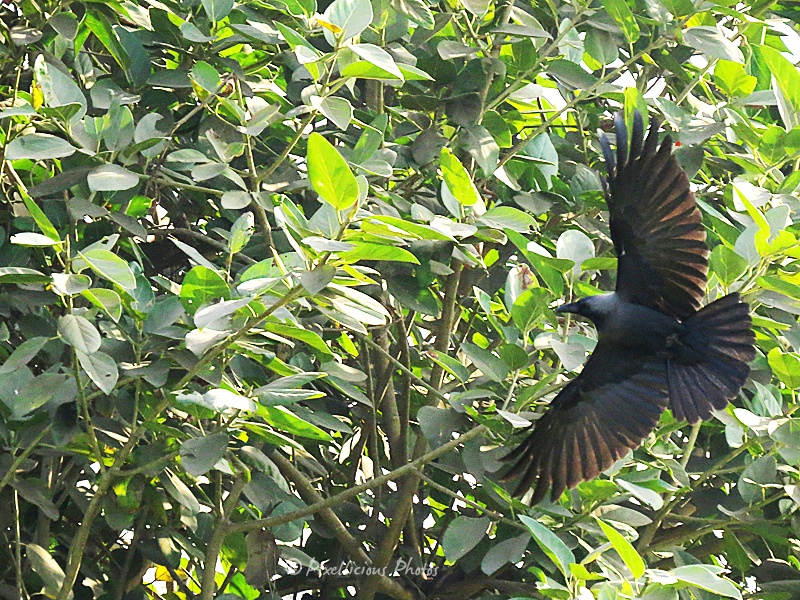 House Crow or Common Crow