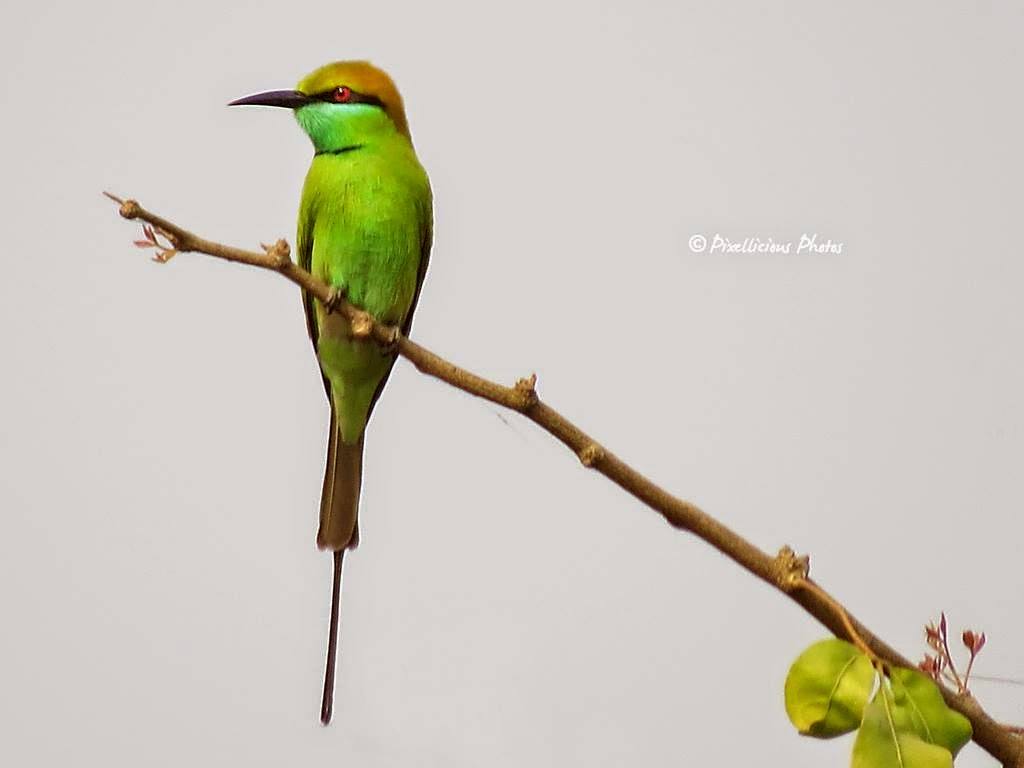 Green Bee Eater on a Tree Branch