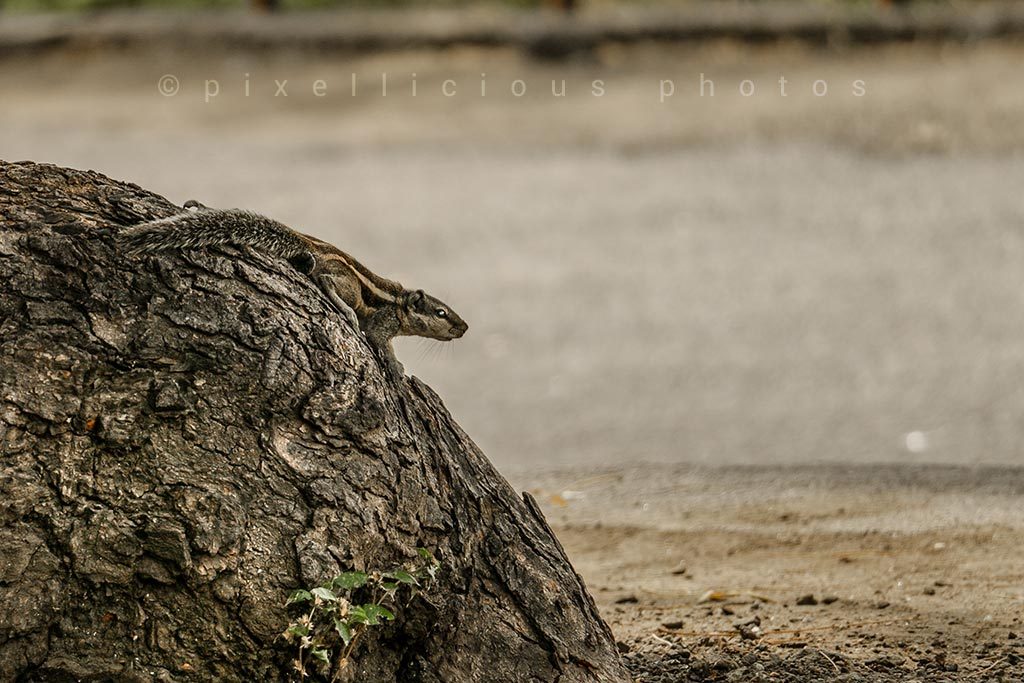 Photo of Indian Palm Squirrel Shot at Ellora, Aurangabad