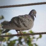 Rock Dove on a cable