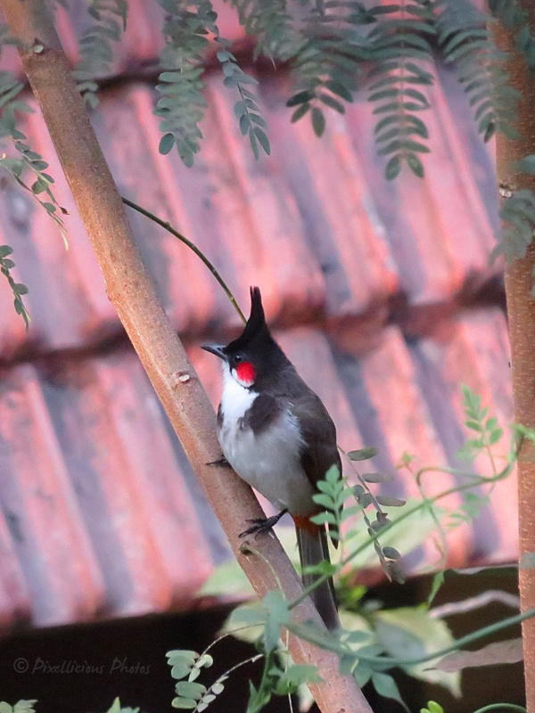 Red Whiskered Bulbul in a Residential Area