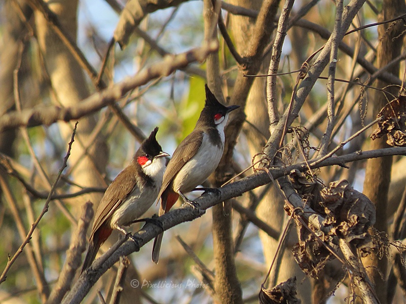 Red Whiskered Bulbul Pair