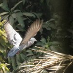 Dove in Flight Mode