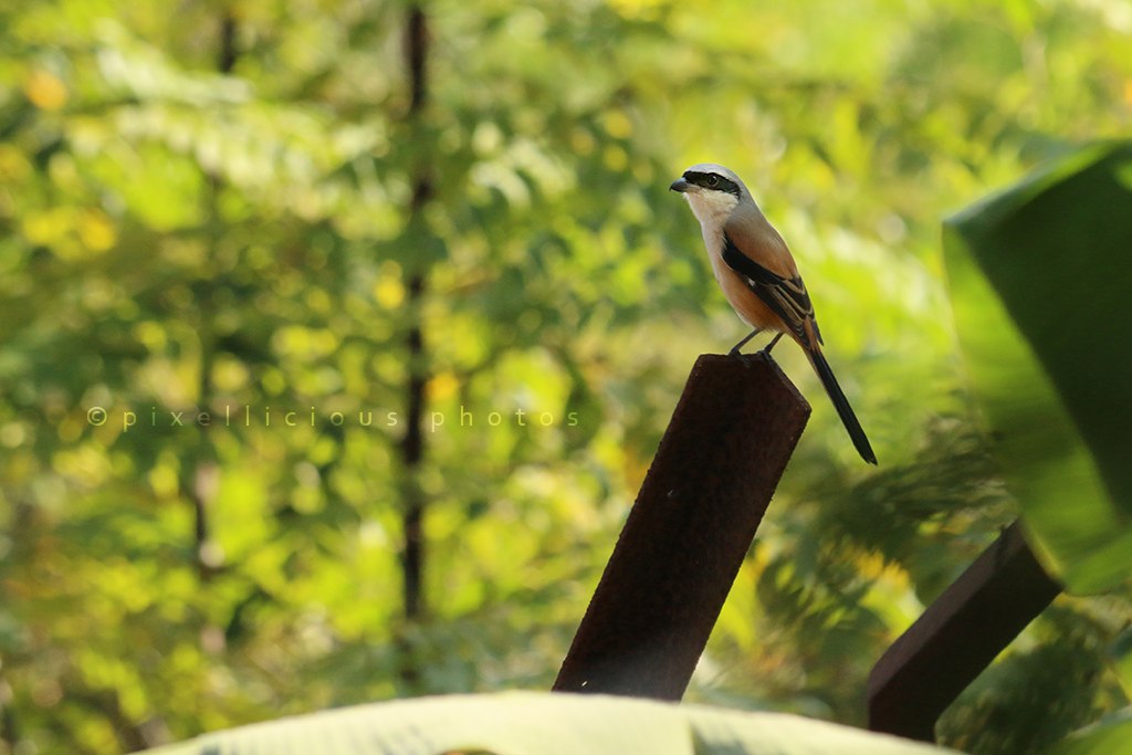 Long Tailed Shrike at Majhya Mamacha Gaon
