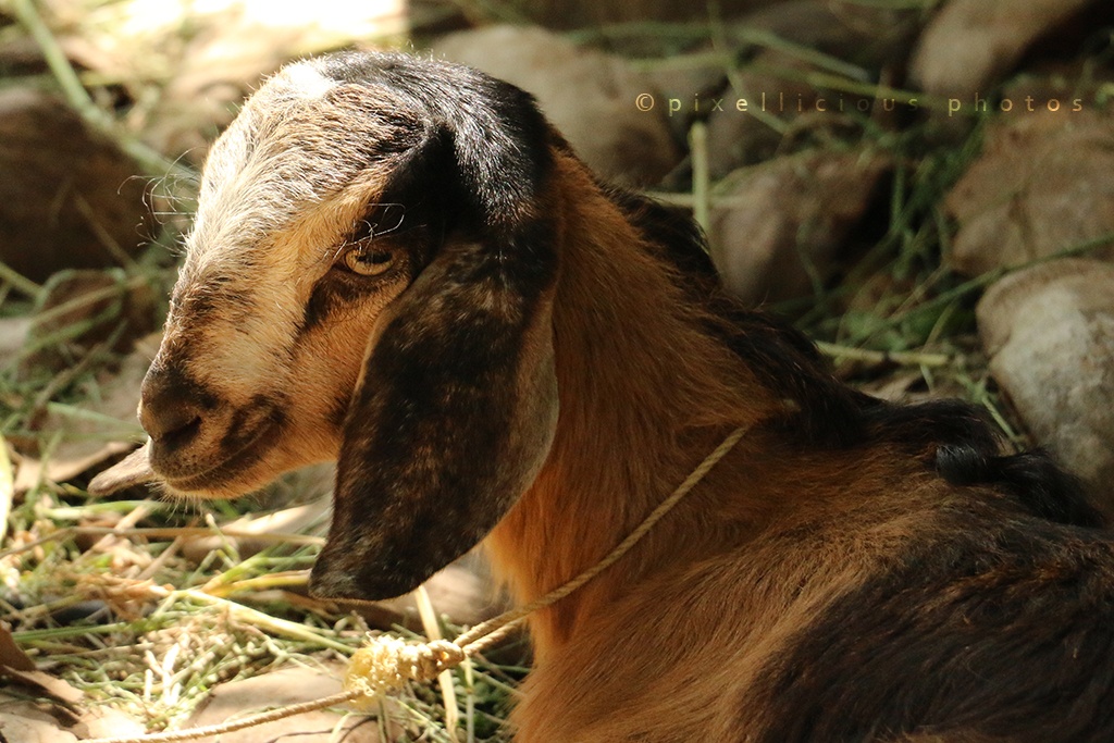 A Goat at Save Farms - Tarpa