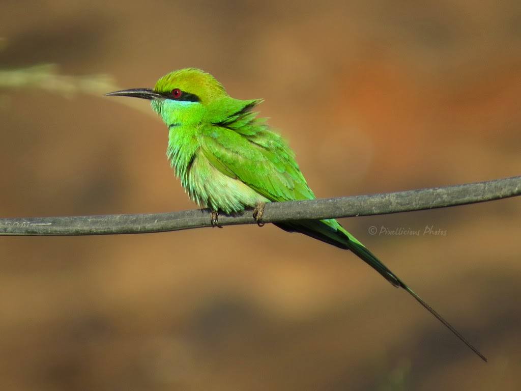 Green Bee Eater on a Cable at Mandrem Beach Goa