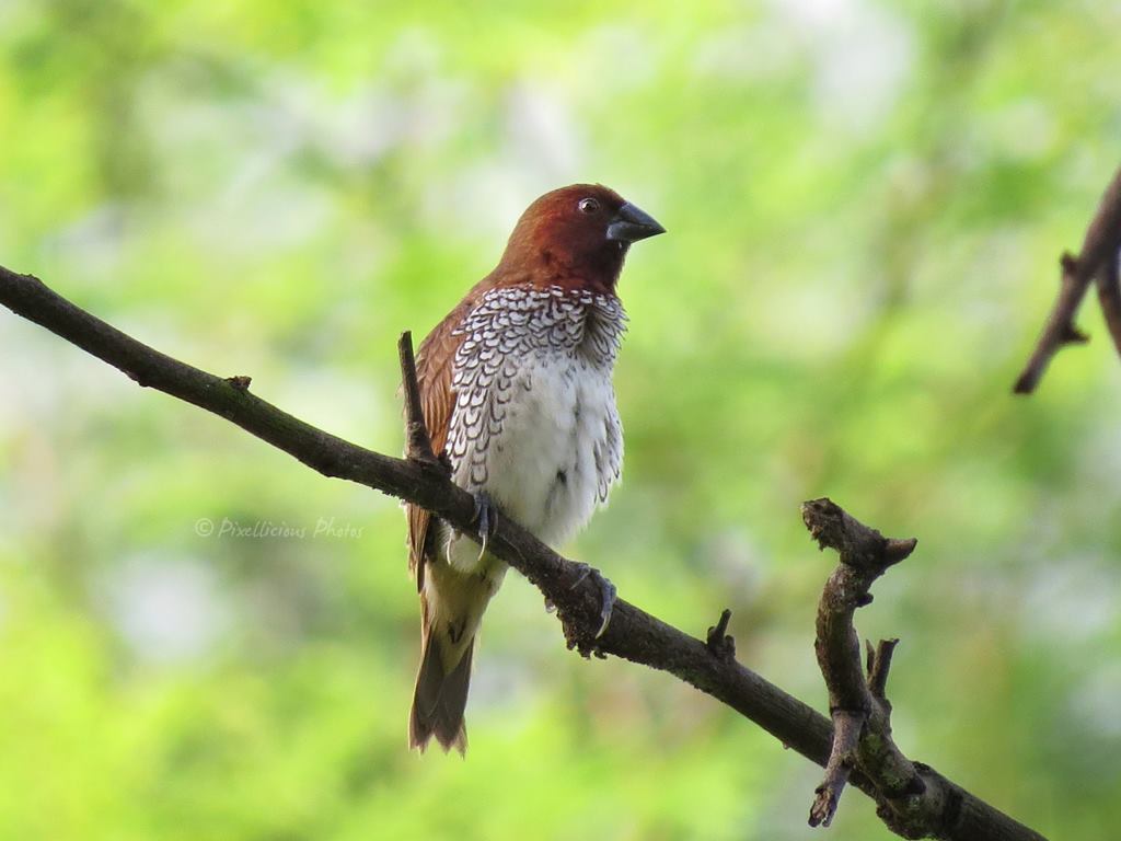 Scaly Breasted Munia | Bird Photography