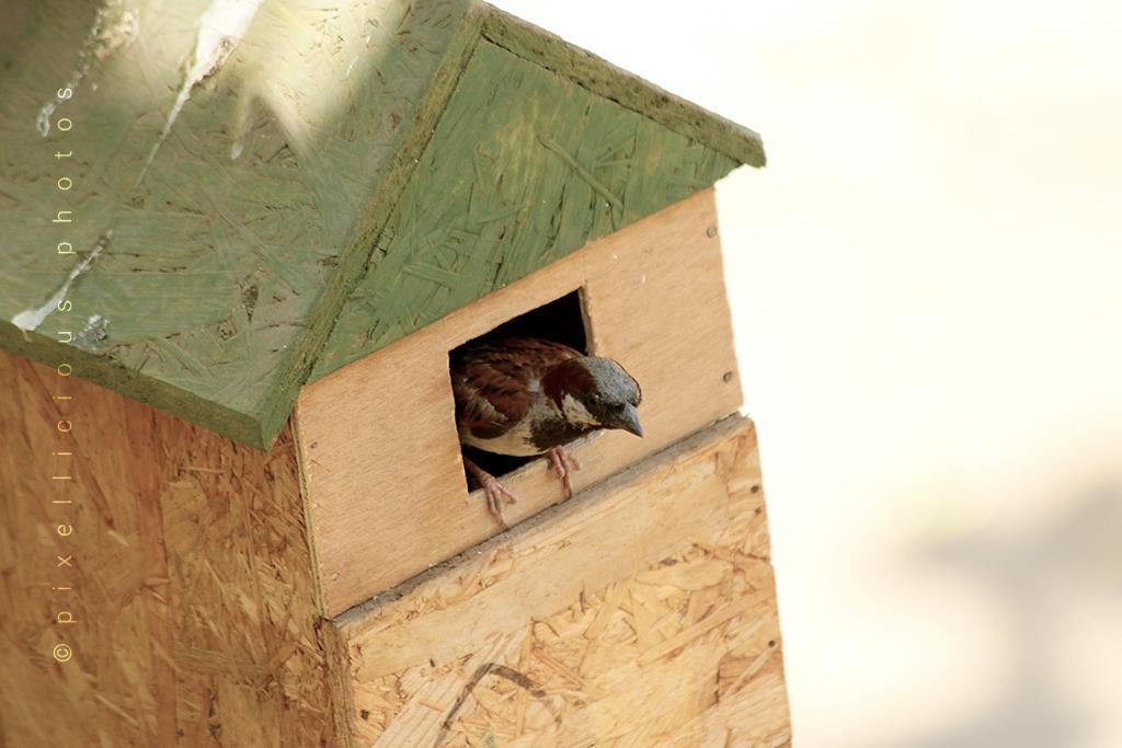 Sparrow in a Bird House