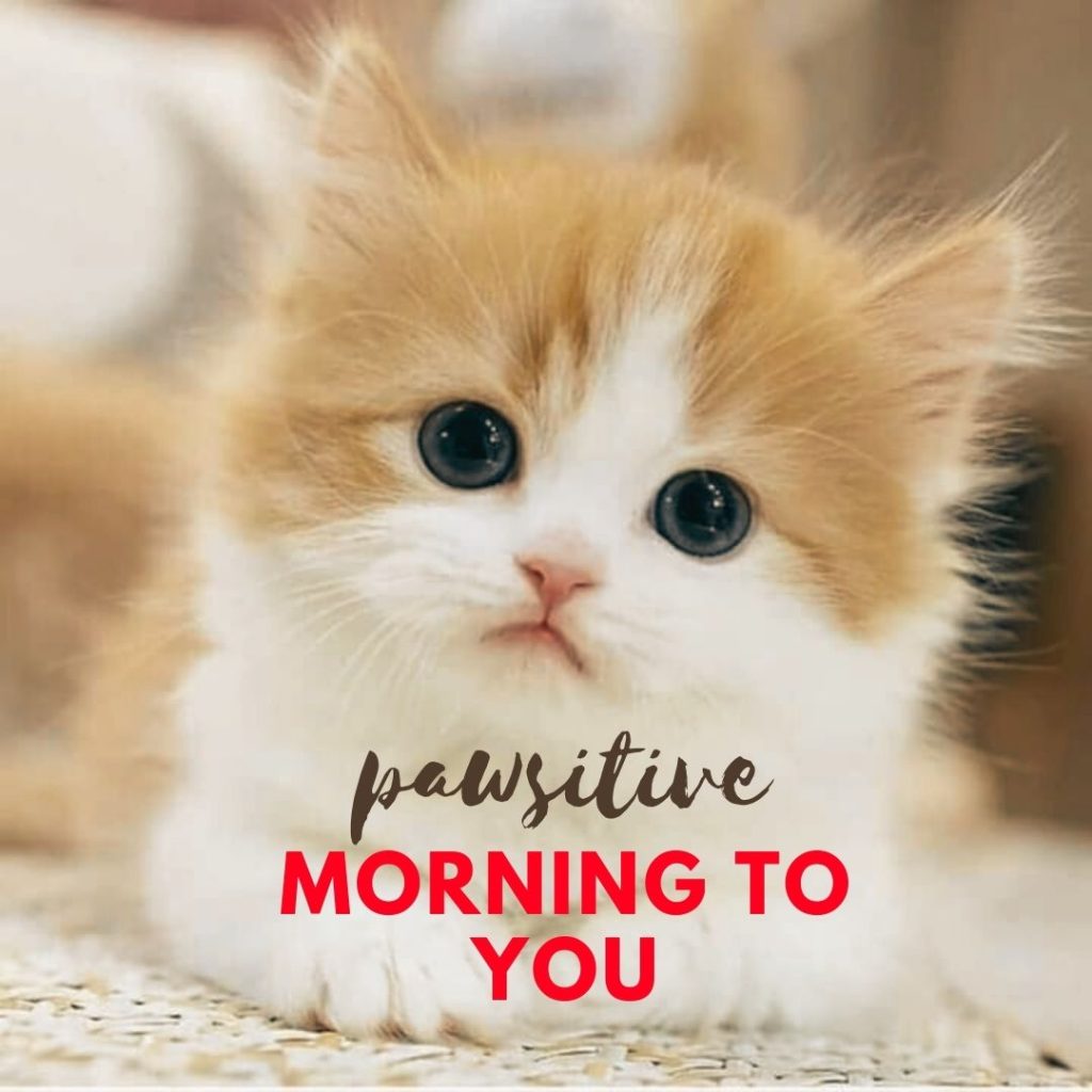 Cute Kitten Good Morning Message
