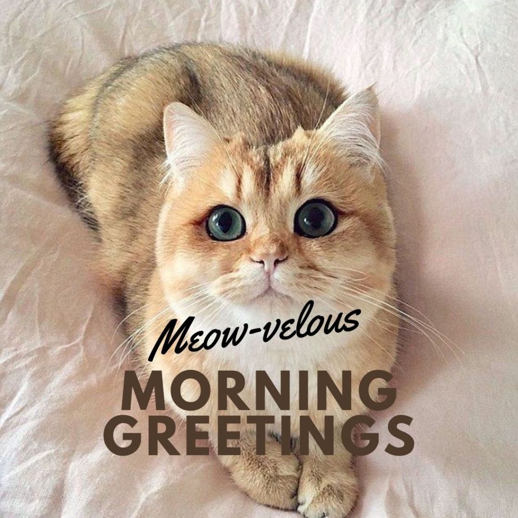 Cute Cat Good Morning Message