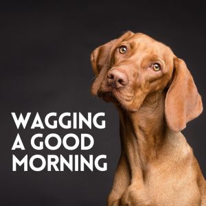 Cute Dog Wagging a Good Morning